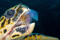   Spent around twenty minutes swimming this guy going jelly jelly. He even nudged me way when was close his meal. meal  